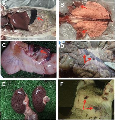 Clinical and Pathological Study of the First Outbreak Cases of African Swine Fever in Vietnam, 2019